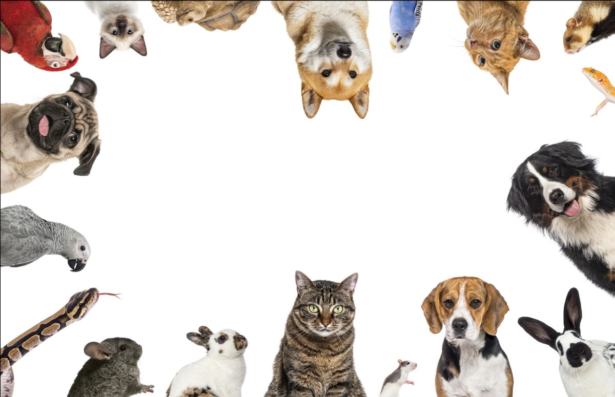 All types of animals, cats, dogs, bunnies, birds, snakes and lizards